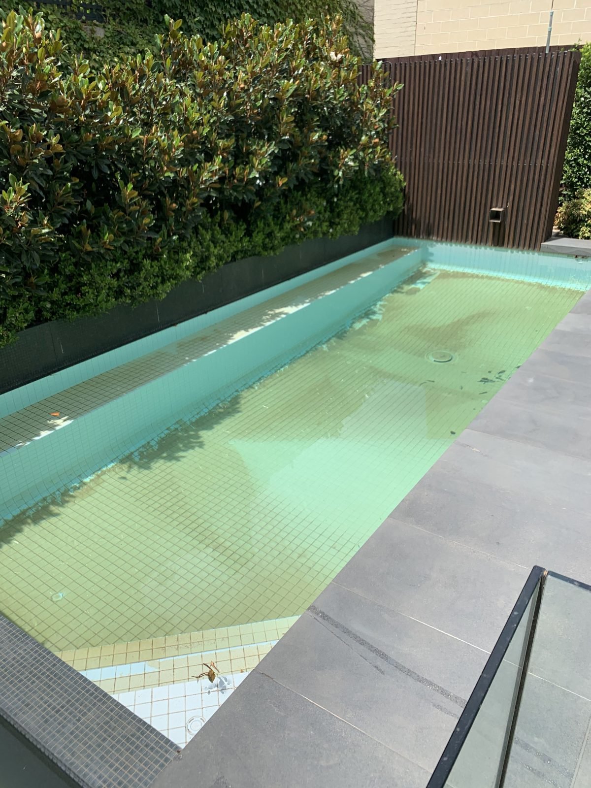 Green pool before treatment — algae bloom recovery